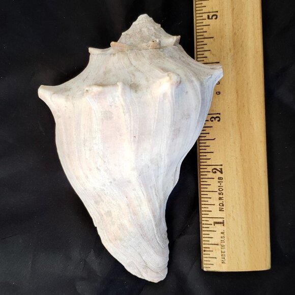 Large Conch Seashell/ real 5" shell - Picture 2 of 6